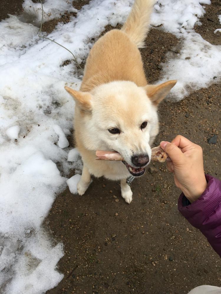 あさごもん 04 大型犬用 栄養満点 但馬鹿のいろいろジャーキーと鹿肉付き骨のセット