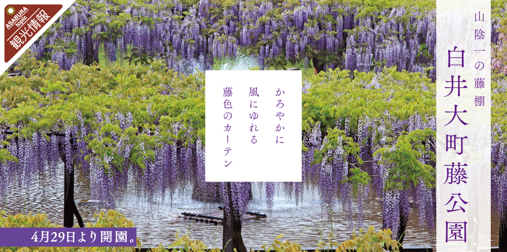 白井大町藤公園 4月29日 開園 あさご市ポータルサイトあさぶら