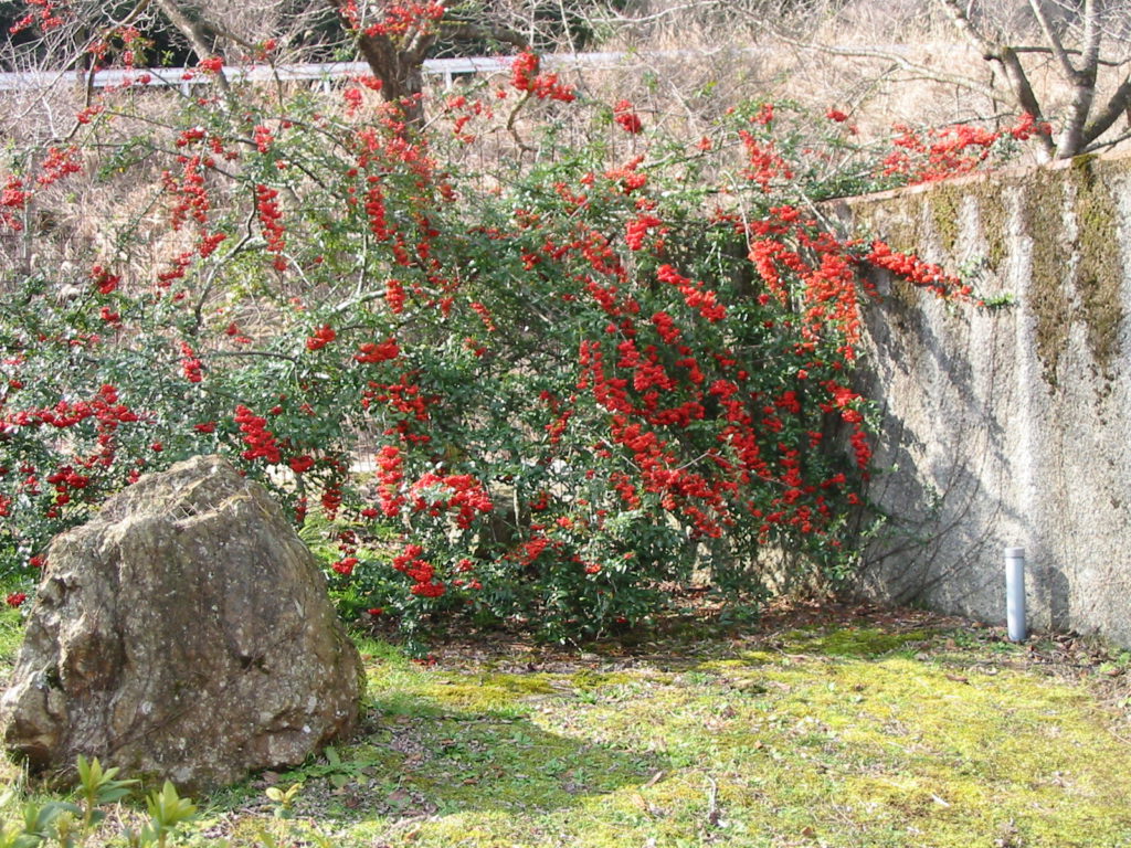 冬の花 ピラカンサス | あさご市ポータルサイトあさぶら