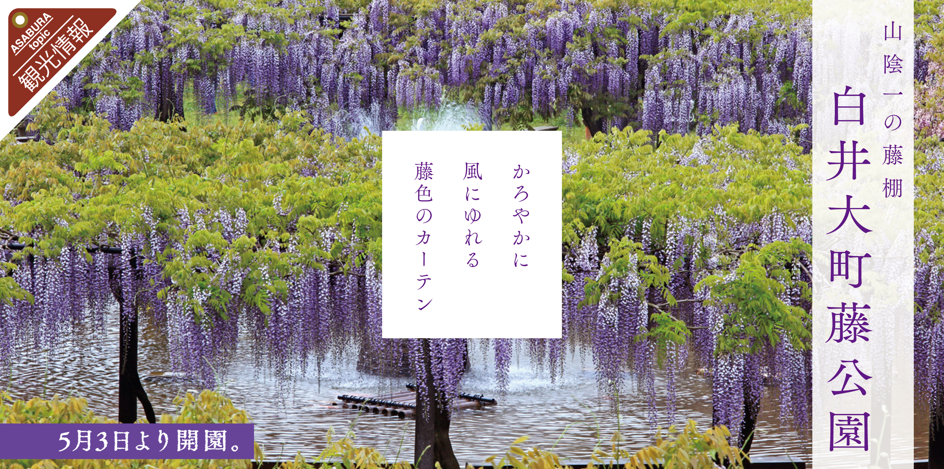 白井大町藤公園 ５月３日より開園 あさご市ポータルサイトあさぶら